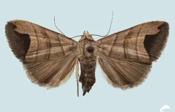 泰山发现山东省新记录种——齿斑畸夜蛾！昆虫家族再上新