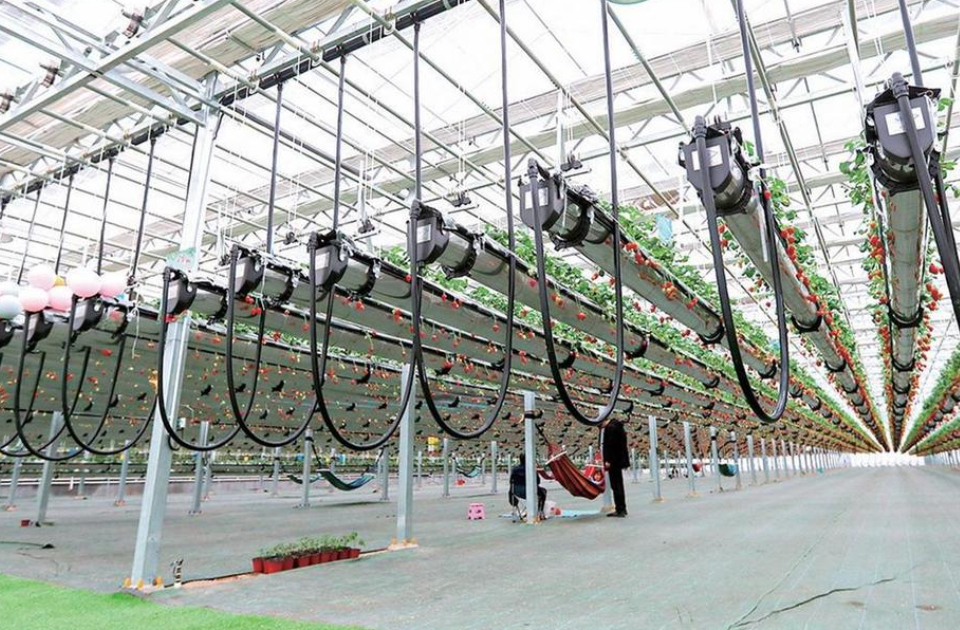 山东草莓何以领跑全国？