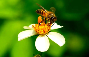 七部门联合发文：协同推动致敏花粉等防治工作