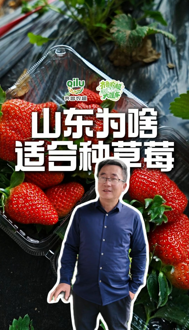 山东为啥适合种草莓？