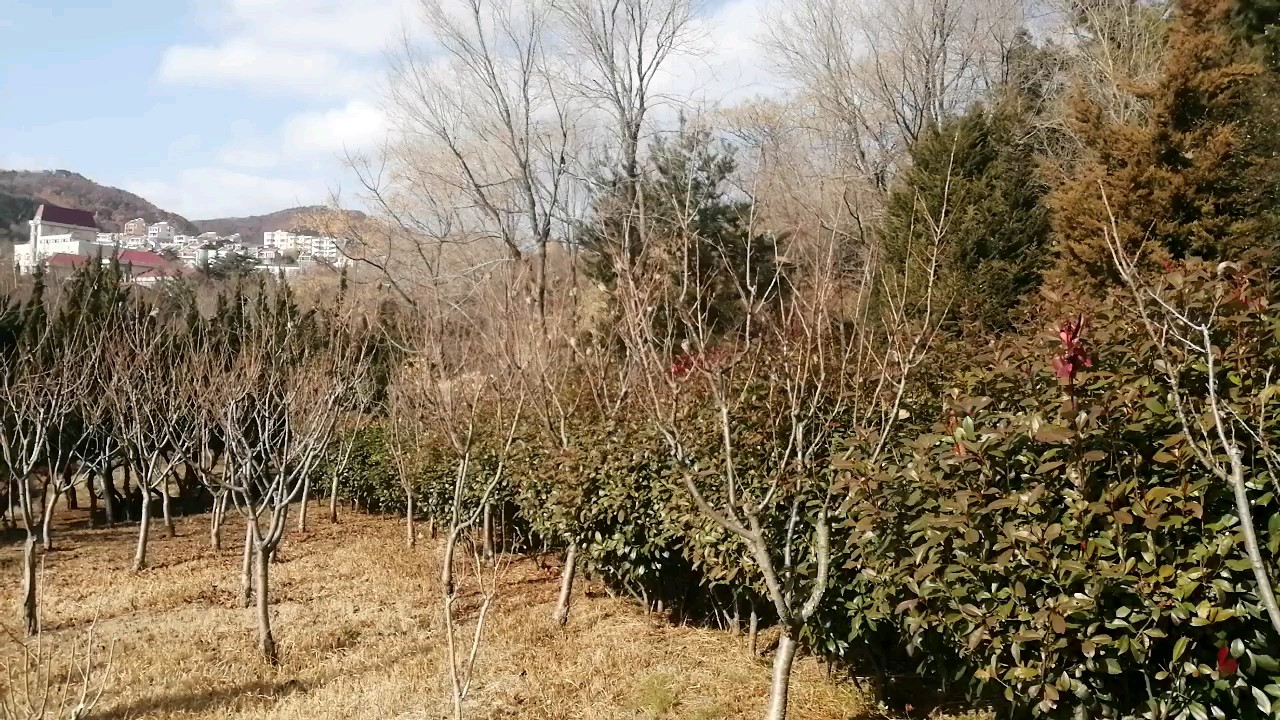 冬阳烘浅草，园树抱寒枝 鸟踏空林响，心清忘归时