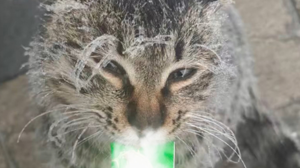 果然视频丨小猫冻出冰胡子，泰山现冻雨、雪凇叠加奇观