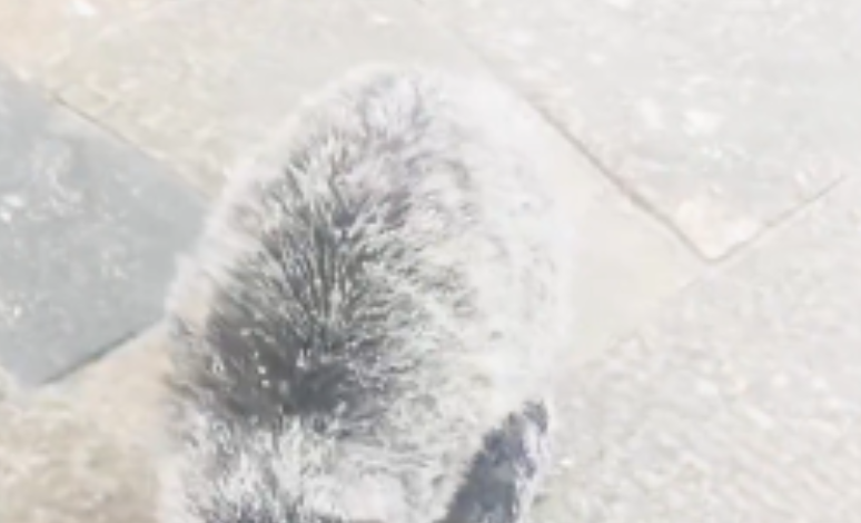 果然视频｜冻雨雾凇雨凇雪凇齐现泰山，山顶小猫冻出“冰胡子”