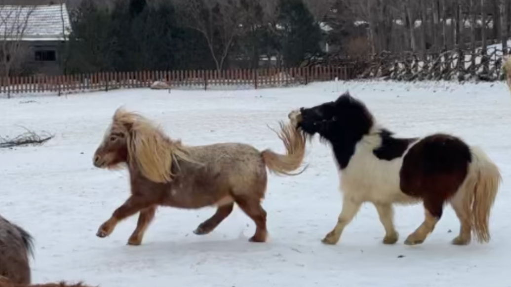 果然视频丨马年“吉祥物”雪地撒欢！森林野生动物世界变童话世界