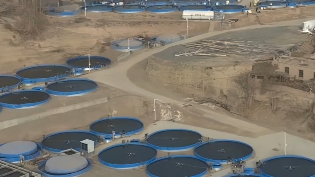 吐鲁番火焰山下，2026年首批三文鱼迎来丰收！