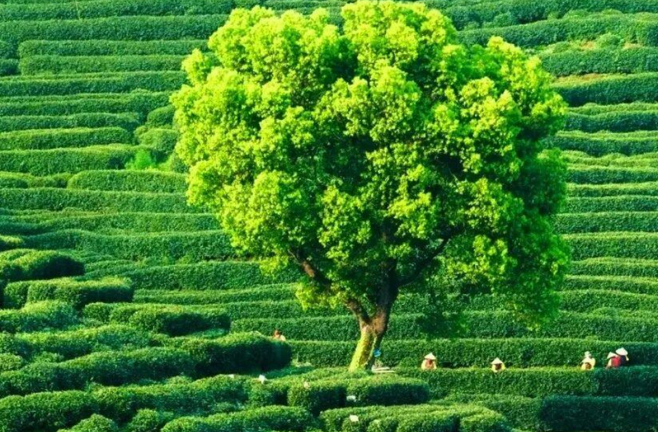 一周农讯速览｜山东发布新版农业重大自然灾害应急预案；北方茶树育种获重大突破，“山岚1号”将选育周期缩短至五年