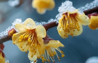 随笔|冬日的花事