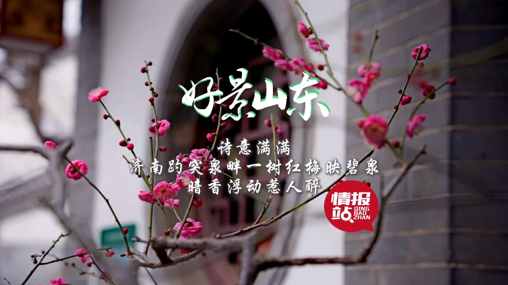 果然视频·好景山东|济南趵突泉一树红梅映碧泉，暗香浮动惹人醉
