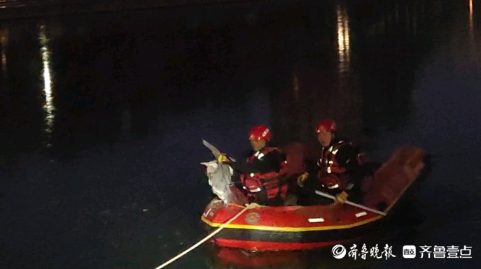 果然视频|受伤苍鹭被困湖中冰层中，消防员驾船破冰施救
