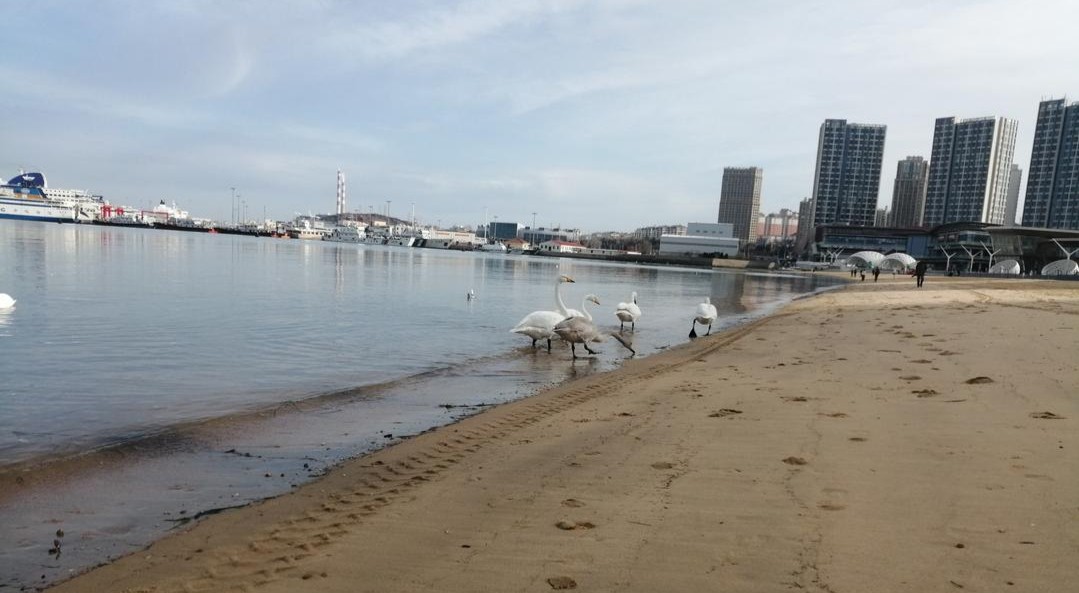 读城记|白羽栖湾，一城温柔