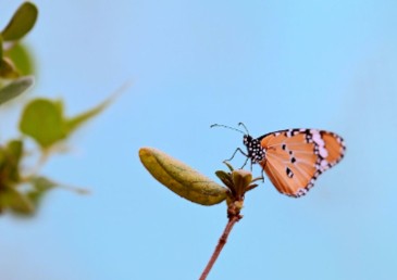 读城记|寻找肩膀上的蝴蝶
