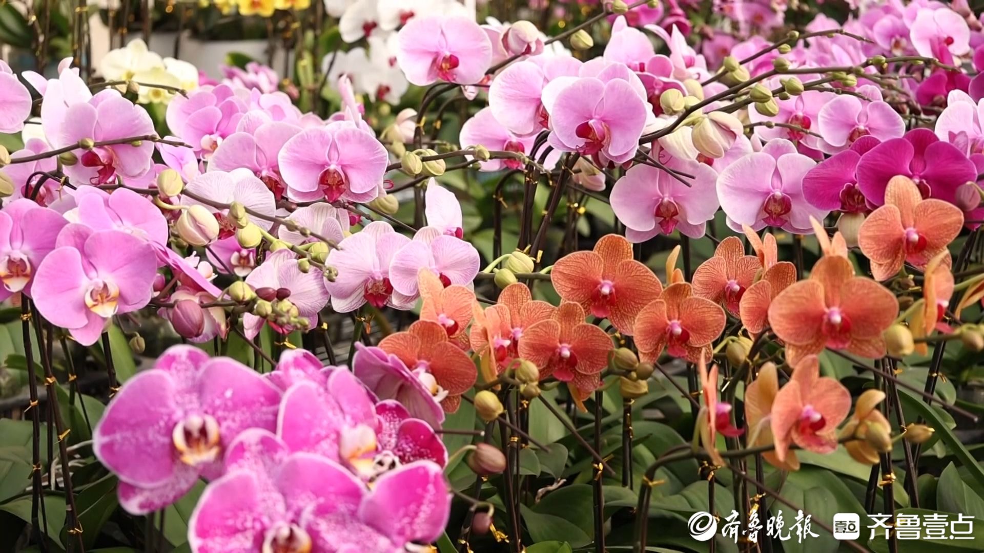 年“味”｜年宵花市俏美丽经济旺，枣庄新春消费市场涌动蓬勃生机