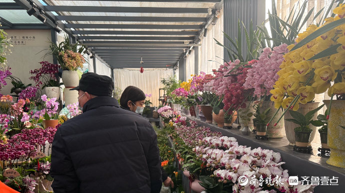 果然视频｜济南年宵花火热上线，今年你准备买啥花？