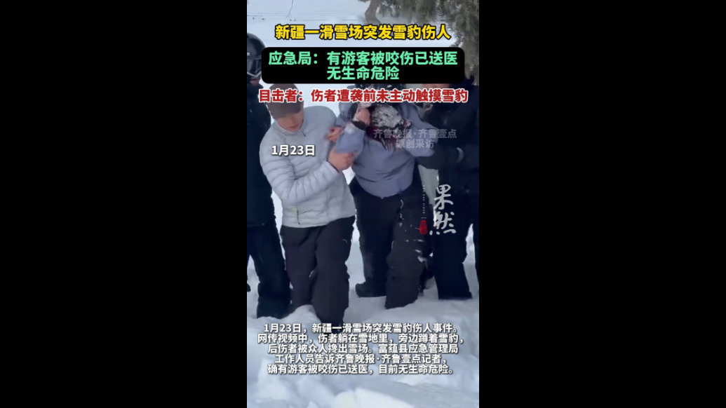 果然视频|新疆滑雪场突发雪豹伤人，目击者：伤者遭袭前未摸雪豹
