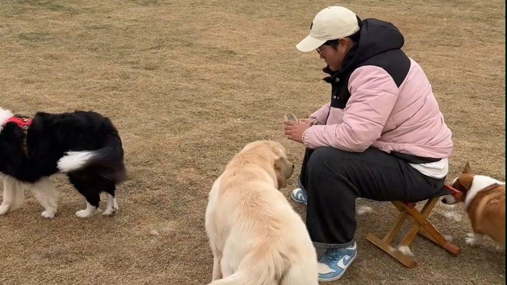 果然视频｜宠物专属寄养酒店！住单间还有下午茶，网友：狗生赢家