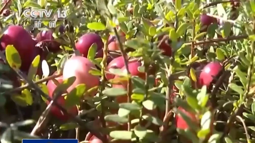 一问到底：航天育种涉及果蔬粮食，太空“历练”的种子有啥不同？