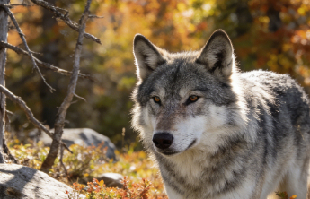 重返狼群的故事为什么感动了千万人？