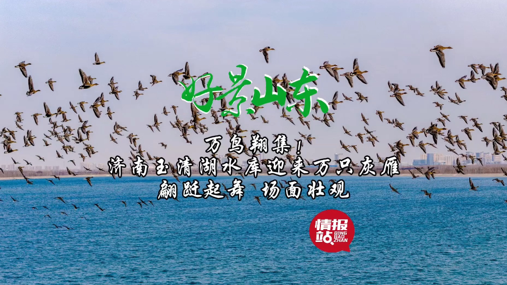 果然视频·好景山东|济南玉清湖迎来万只灰雁，翩跹起舞场面壮观