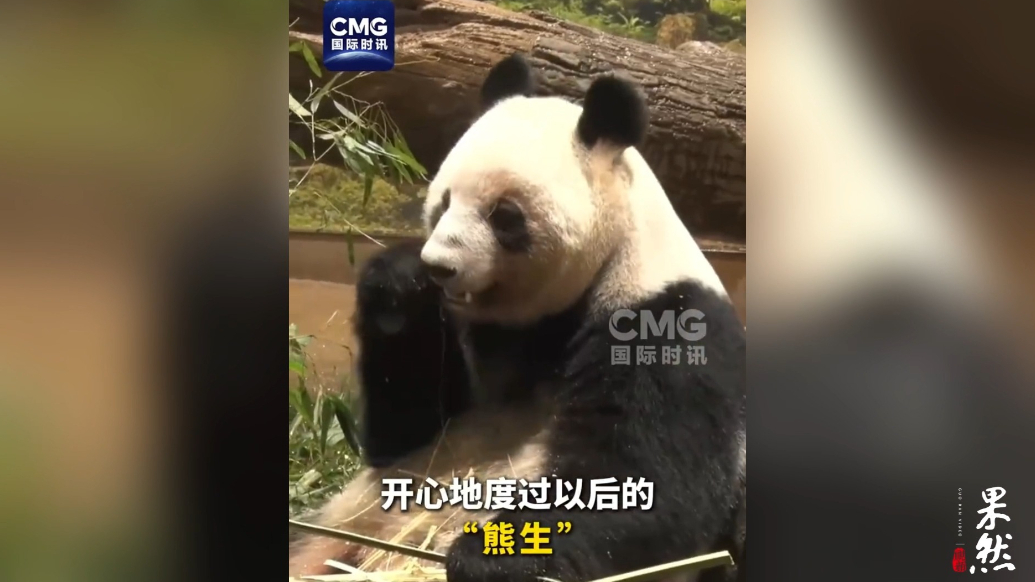 果然视频·看天下|日本民众挥泪送别最后两只旅日大熊猫