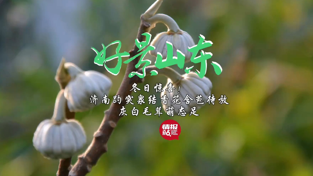 果然视频·好景山东|济南趵突泉结香花含苞待放，灰白毛茸萌态足