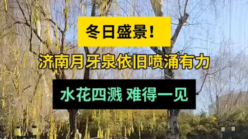 情报站|冬日盛景！济南月牙泉依旧喷涌有力，水花四溅难得一见