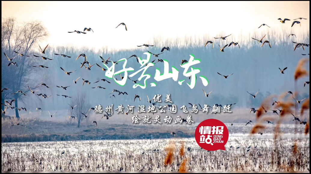 果然视频·好景山东|德州黄河湿地公园飞鸟舞翩跹，绘就灵动画卷