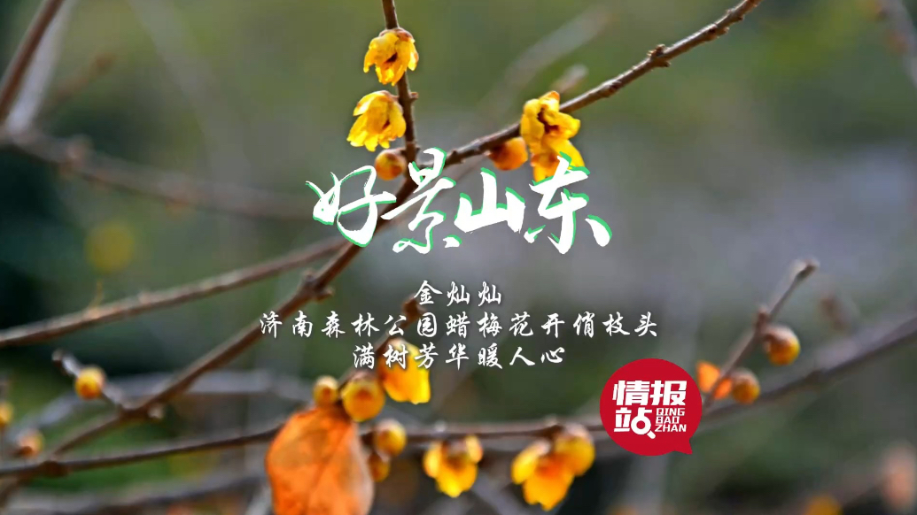 果然视频·好景山东|济南森林公园蜡梅俏枝头，满树芳华暖人心