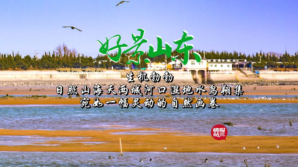 果然视频·好景山东|日照山海天湿地水鸟翔集，宛若一幅灵动画卷