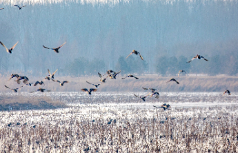 1月27日最佳情报|德州公园飞鸟舞翩跹，日照海洋牧场霞光漫染