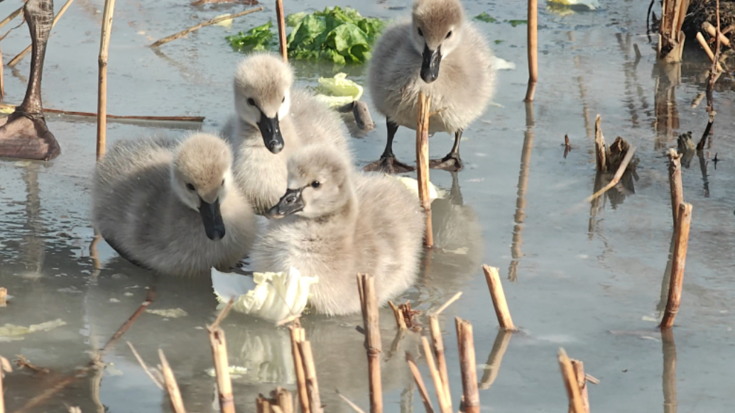 果然视频丨公园里的最靓的仔！天鹅夫妻带四只萌宝遛弯成网红