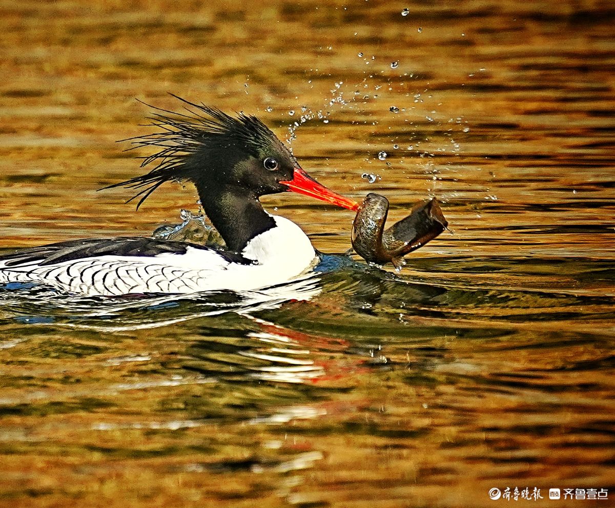 江西婺源星江河，捕食泥鳅的中华秋沙鸭