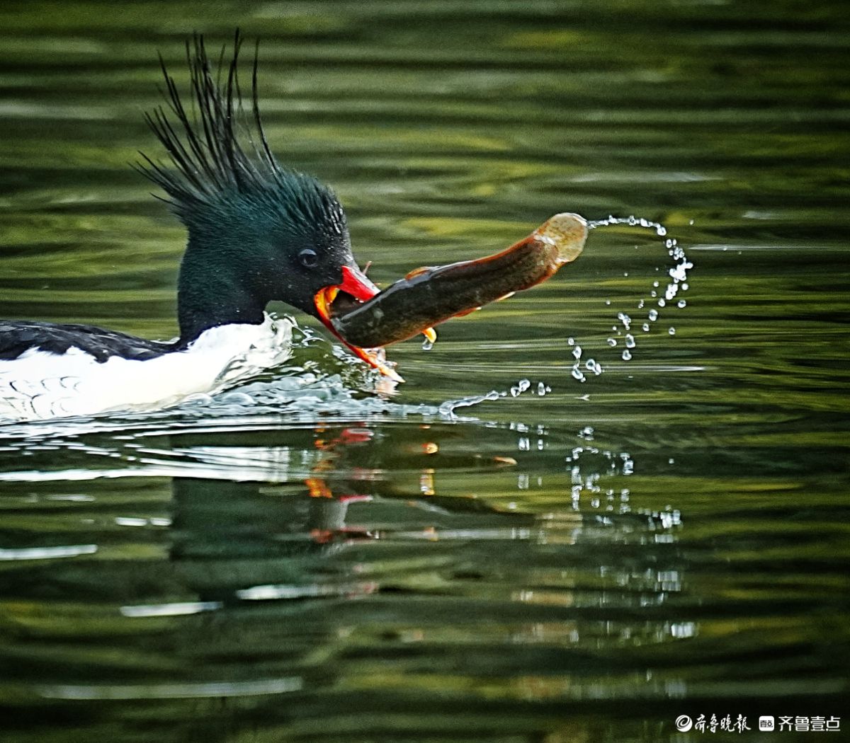 江西婺源星江河，捕食泥鳅的中华秋沙鸭