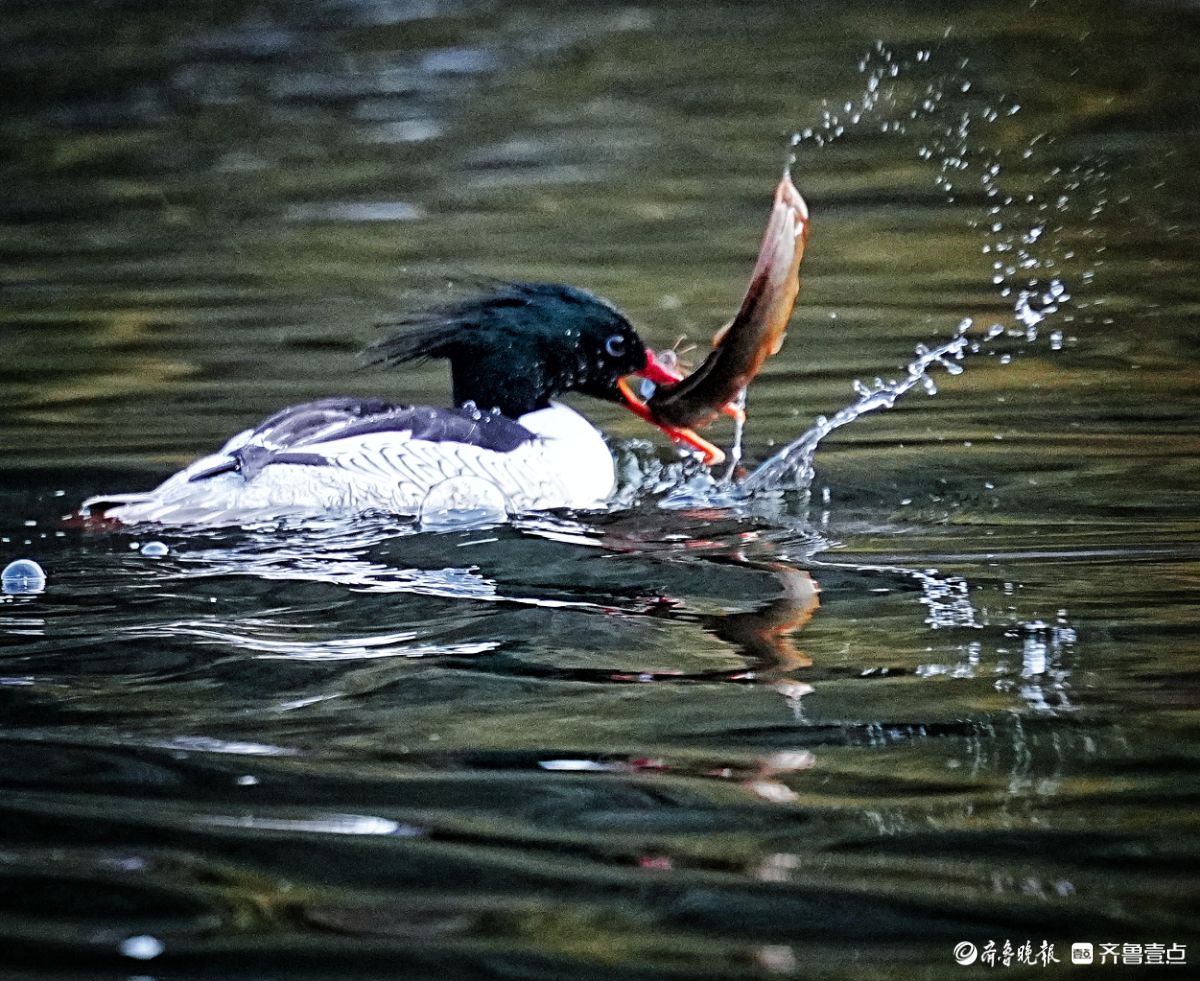 江西婺源星江河，捕食泥鳅的中华秋沙鸭