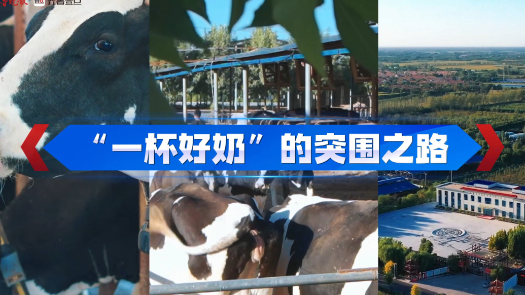 新春走基层|“一杯好奶”的突围之路