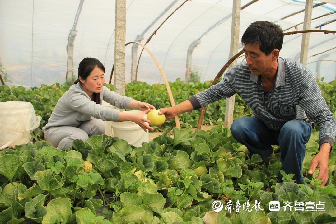 果然财经丨“金疙瘩”的香甜密码！青岛马连庄甜瓜何以出圈？