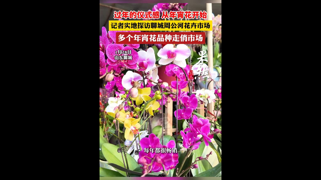 聊城年宵花市迎销售黄金期，浓浓年味扑面而来