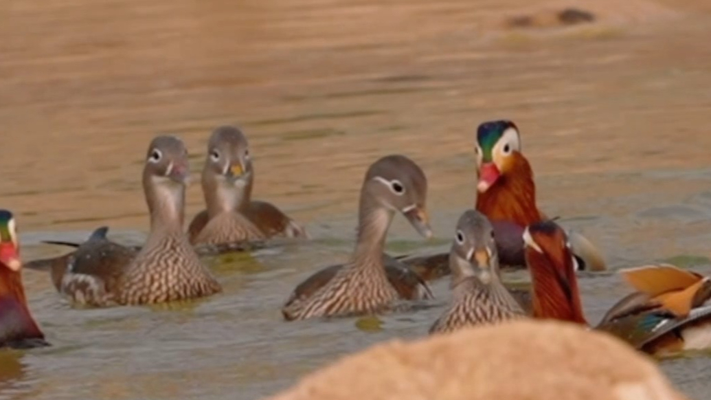 果然视频｜泰山东麓彭家峪水库，500余只鸳鸯组团戏水翩飞
