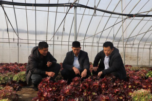 成武农商银行大田集支行金融赋能“花样经济”