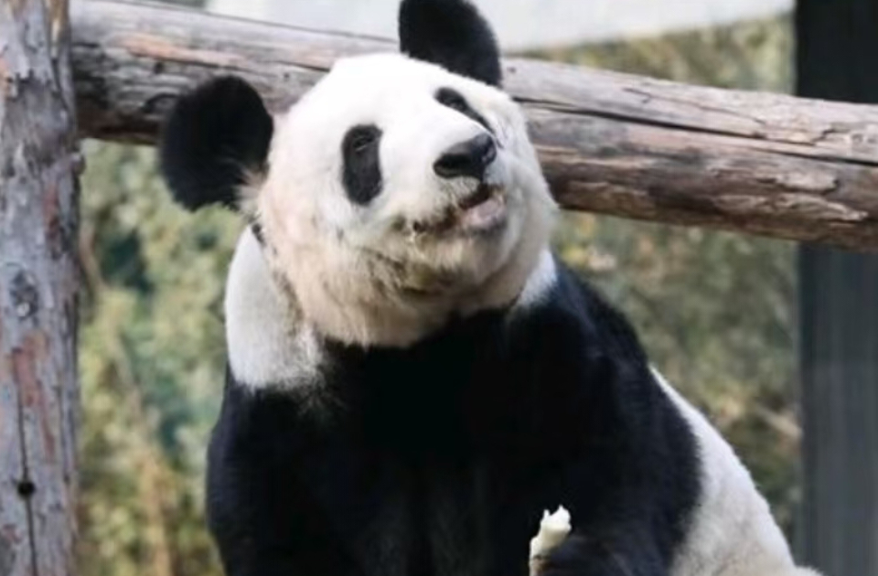 丫丫回国两年多，判若两熊