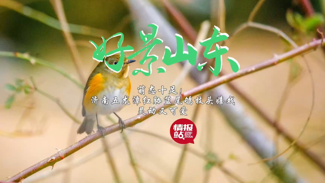 果然视频·好景山东|济南五龙潭红胁蓝尾鸲枝头嬉戏，灵动又可爱