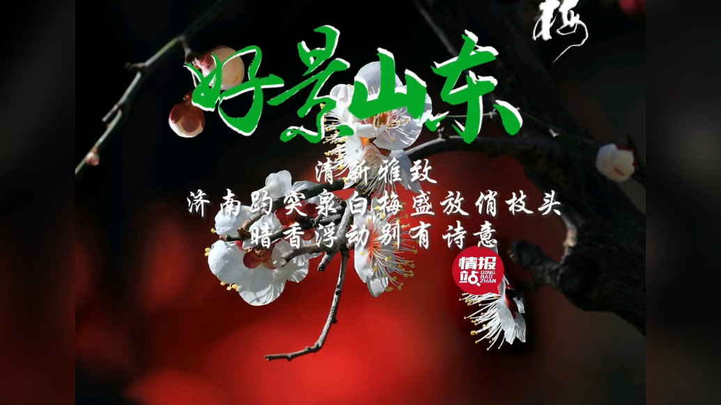 果然视频·好景山东|济南趵突泉白梅俏枝头，清新雅致别有诗意