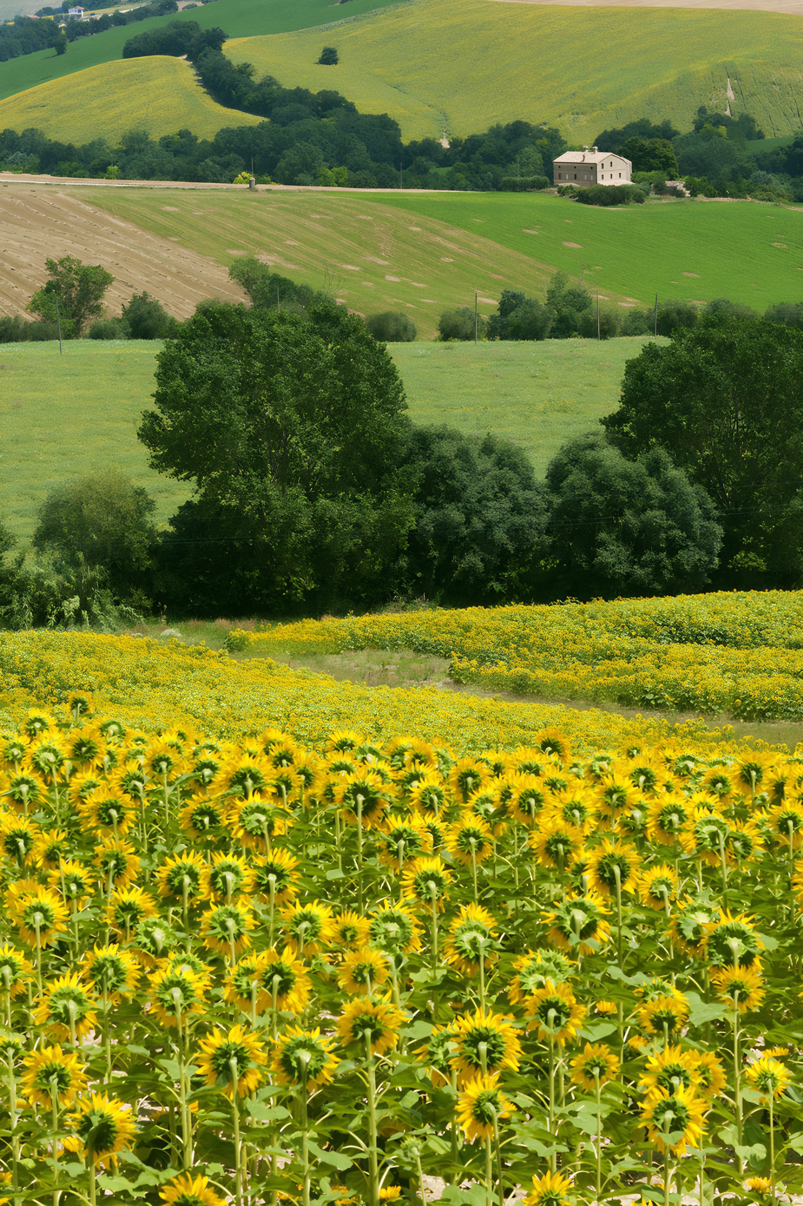 人文齐鲁|柱影新村入画来