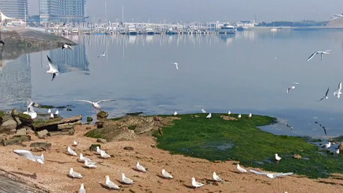 新春随手拍|碧海伴鸥影