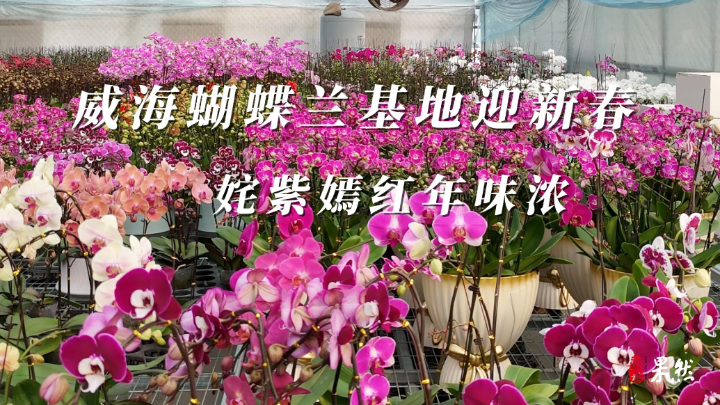 果然视频丨威海蝴蝶兰基地迎新春，姹紫嫣红年味浓