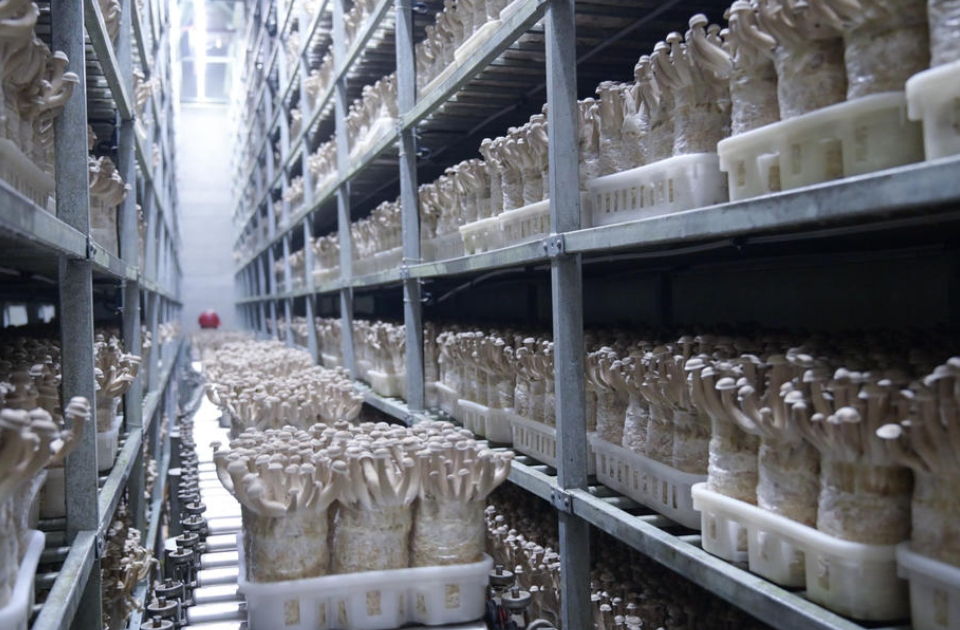 小故事·大战略｜菌菇“活”了，国企“醒”了