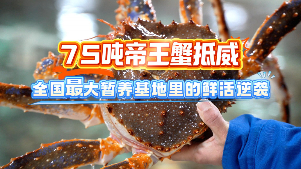 微纪录·新春走基层｜75吨帝王蟹抵威，高端硬菜走进寻常百姓家