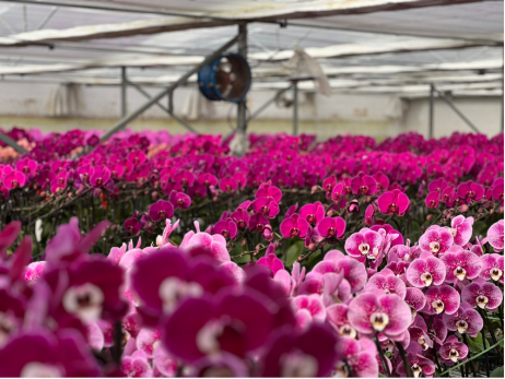新春走基层：智能温控育繁花，百种兰香富农家