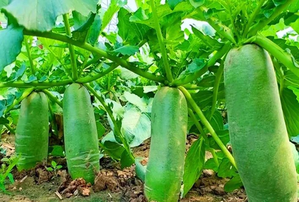 Weifang's agricultural output value takes lead in Shandong