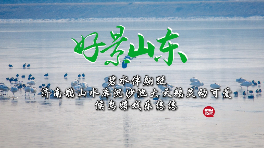 果然视频·好景山东|济南鹊山水库天鹅灵动可爱，候鸟嬉戏乐悠悠