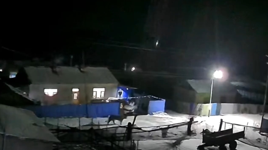 视频丨黑龙江穆棱一村庄发现东北虎，未造成人员伤亡